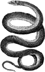 A coiled snake